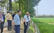 【先行区共建】作物所和生态所科技人员赴金山区指导水稻生产