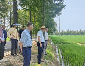 【先行区共建】作物所和生态所科技人员赴金山区指导水稻生产