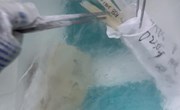 【先行区共建】金山枫泾猪遗传资源顺利入库国家家畜基因库和上海市畜禽遗传资源基因库