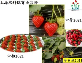 【先行区共建】我院林果所科技人员赴金山区开展草莓种植技术培训
