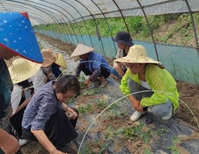 【先行区共建】园艺所科研人员赴金山区进行技术服务