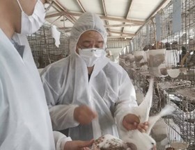 【先行区共建】上海市肉鸽产业技术体系专家组现场调研金山区金皇鸽业有限公司