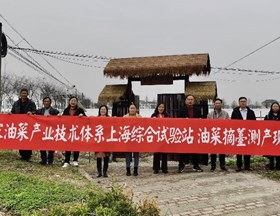 【先行区共建】国家油菜产业技术体系上海综合试验站在金山召开油菜薹采摘现场观摩会