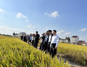 【先行区共建】聚焦先行区水稻产业提升，院区合作助力“金山味道”