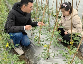 【先行区共建】生态所科技人员赴金山示范基地进行新型绿色肥料（γ-聚谷氨酸肥料）应用技术指导