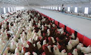 国家家禽中心宁夏分中心蛋鸡福利式全网面高床平养技术的研究与示范
