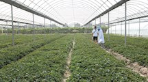 我院生态所青年科技人员应邀为我市草莓脱毒苗繁苗基地作技术指导