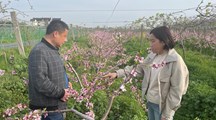 【先行区共建】有益生物利用和有害生物防控团队赴金山区开展果树害虫绿色防控技术指导