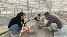 有益生物利用和有害生物防控团队赴郊区县蔬菜基地开展天敌防控害虫技术指导