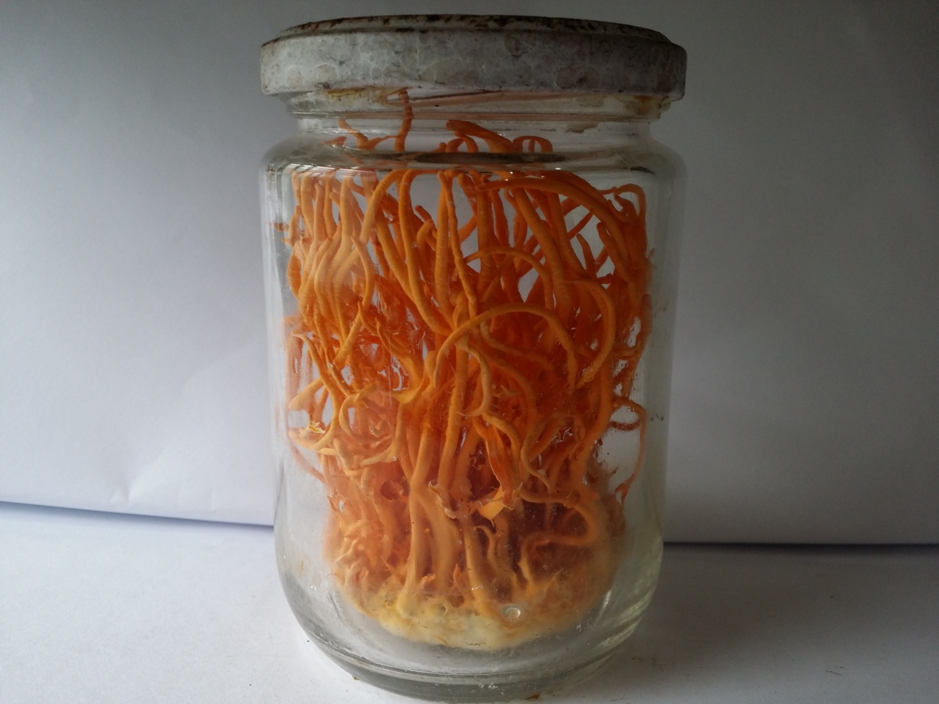 沪丰1号蛹虫草新品种