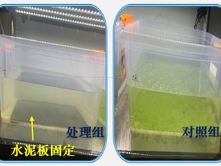 光催化除藻抑藻技术