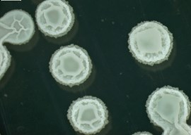 贝莱斯芽孢杆菌K3