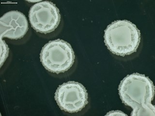 贝莱斯芽孢杆菌K3