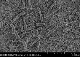 塑化剂广谱降解微生物菌剂