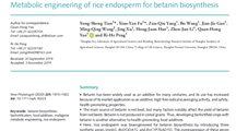 甜菜苷营养强化水稻新种质创制研究取得新进展   