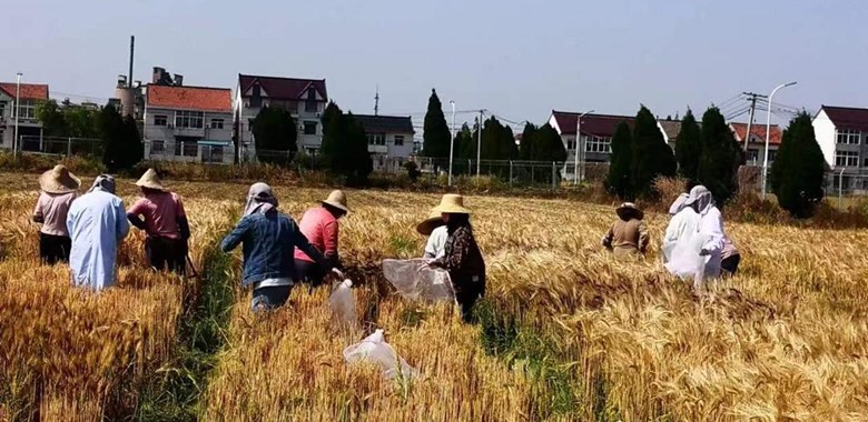 【先行区共建】生物所科技人员赴金山朱泾基地指导完成大麦夏收工作