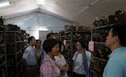 香菇新品种认定现场会在浦东召开