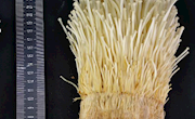 食用菌所科研人员选育的金针菇新品种“上研1820”通过专家现场考评