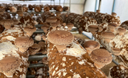 上海农业科研力量是如何让香菇成为“致富菇”的？