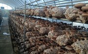 上海市科委国内合作项目《香菇高多糖专用品种在滇产业化示范》现场会在云南省永胜县召开
