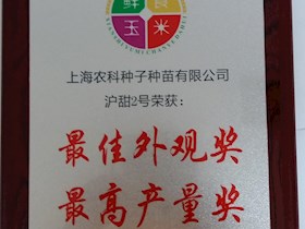 沪甜2号最佳外观奖、最高产量奖