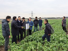 市农业农村委叶军平副主任视察双低油菜研究基地