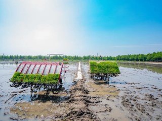 长得好看就好吃？哪种稻米更营养？……关于水稻，你知道多少？